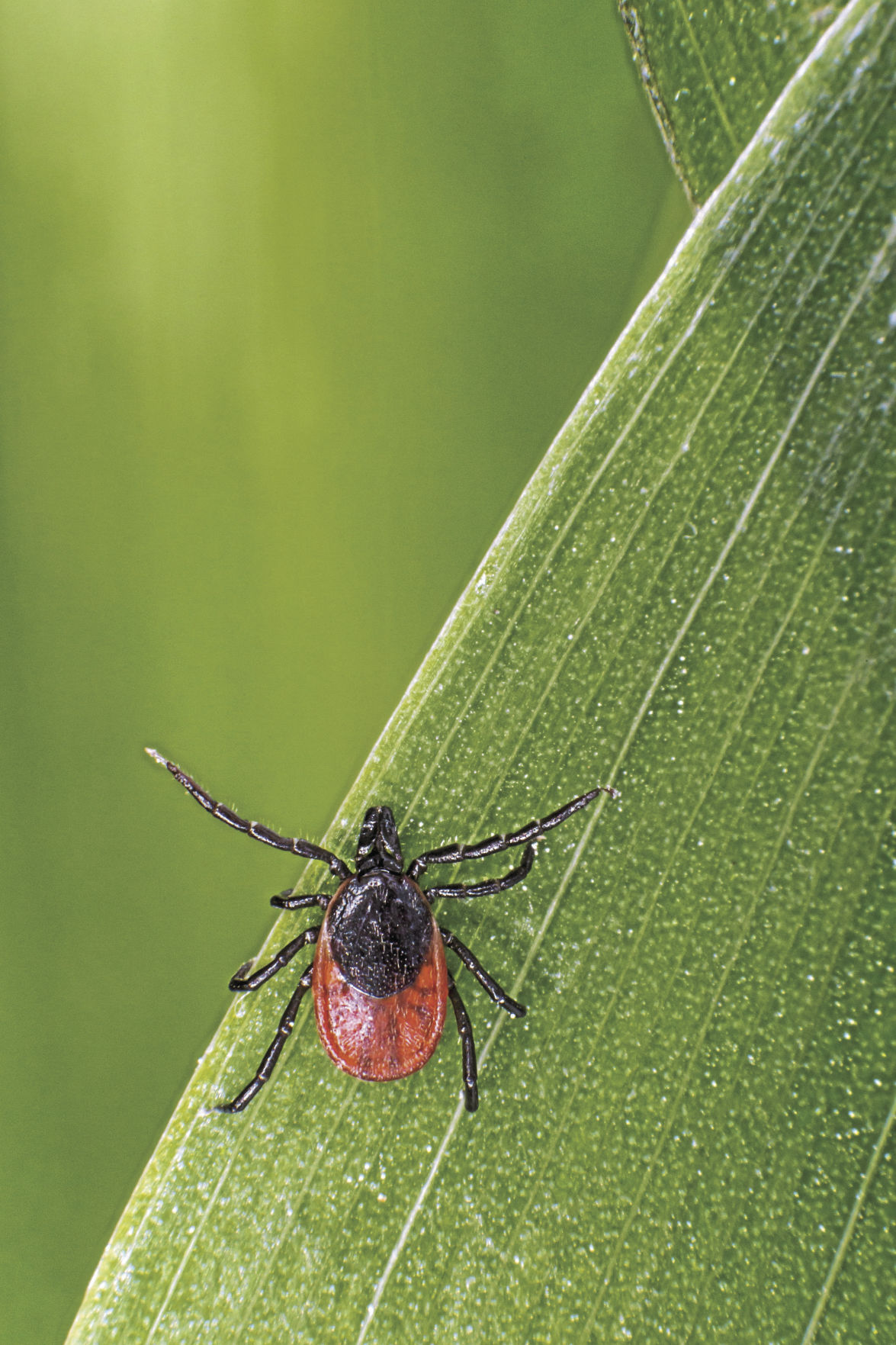 ixodes-ricinus-4834290 (1)_CMYK.jpg